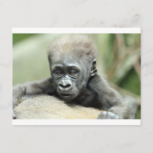 BABY GORILLA RELAXING BRIEFKAART (Voorkant)