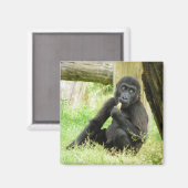 Baby Gorilla Snacking Magneet (Voorkant / Achterkant)