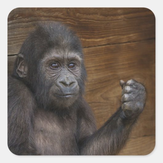 Baby Gorilla Vierkante Sticker (Voorkant)
