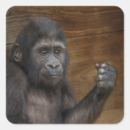 Baby Gorilla Vierkante Sticker