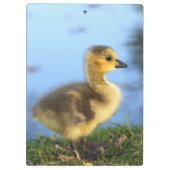 Baby Gosling Kantoor Klembord (Achterkant)