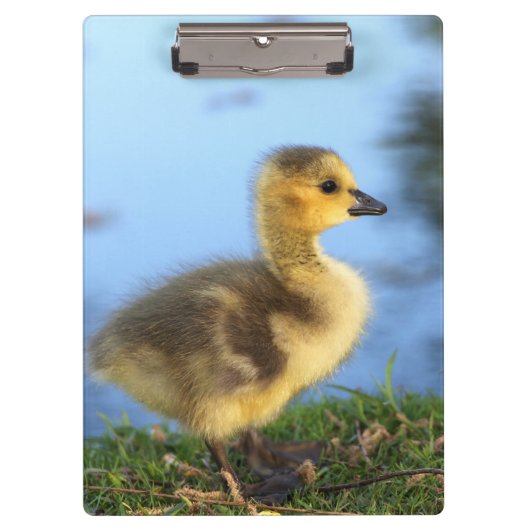 Baby Gosling Kantoor Klembord (Voorkant)