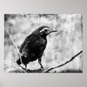 Baby Grackle Poster (Voorkant)
