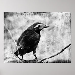Baby Grackle Poster
