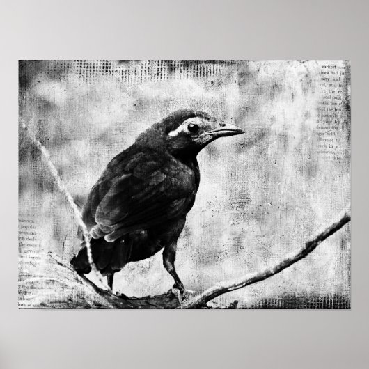 Baby Grackle Poster (Voorkant)