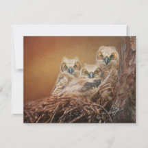 Baby Great Horned Owls Wildlife Photography