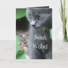 Baby Grey Kitten Kaart