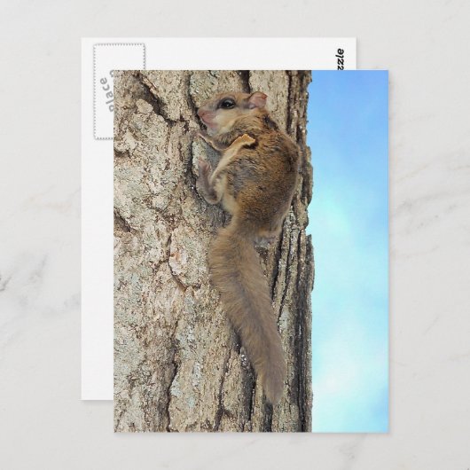 Baby Grijze eekhoorn Briefkaart (Voorkant / Achterkant)