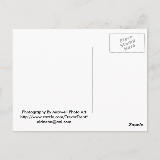 Baby Grijze eekhoorn Briefkaart (Achterkant)