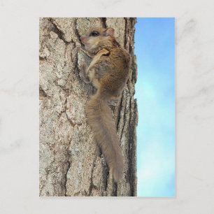 Baby Grijze eekhoorn Briefkaart