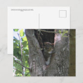 baby grijze eekhoorns na de overgang briefkaart (Voorkant / Achterkant)