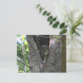 baby grijze eekhoorns na de overgang briefkaart (Staand voorkant)