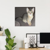 Baby groot oor Abyssinians blauw mannelijk kitten Poster (Thuiskantoor)