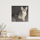 Baby groot oor Abyssinians blauw mannelijk kitten Poster (Keuken)