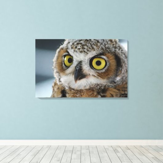 Baby grote gehoornde uil canvas afdruk (Insitu (Houten vloer))