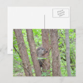 Baby Groundhog Briefkaart (Voorkant / Achterkant)