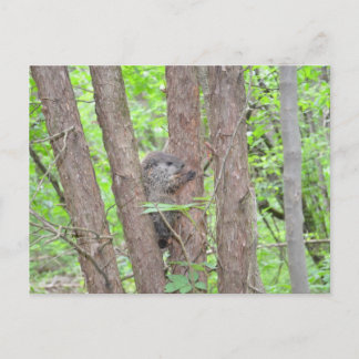 Baby Groundhog Briefkaart