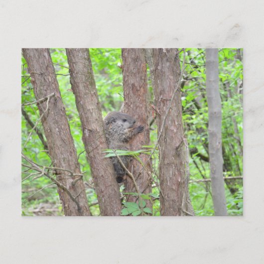 Baby Groundhog Briefkaart (Voorkant)