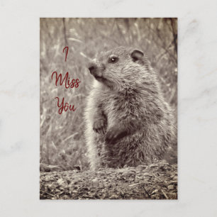 Baby Groundhog in ZWART-WIT Briefkaart