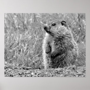 Baby Groundhog in ZWART-WIT Poster