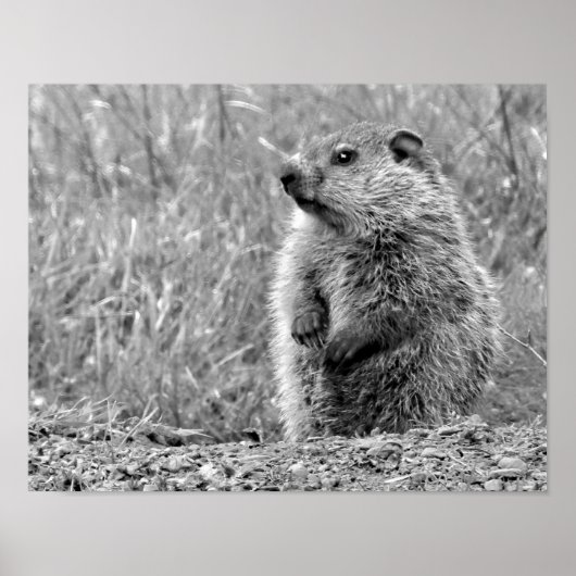 Baby Groundhog in ZWART-WIT Poster (Voorkant)
