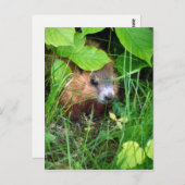 Baby Groundhog Petite Marmotte Hull Quebec Canada Briefkaart (Voorkant / Achterkant)