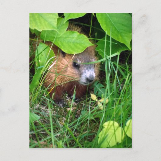 Baby Groundhog Petite Marmotte Hull Quebec Canada Briefkaart (Voorkant)