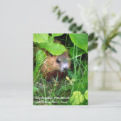 Baby Groundhog Petite Marmotte Spring in Canada Briefkaart (Staand voorkant)