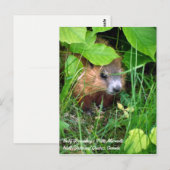 Baby Groundhog Petite Marmotte Spring in Canada Briefkaart (Voorkant / Achterkant)