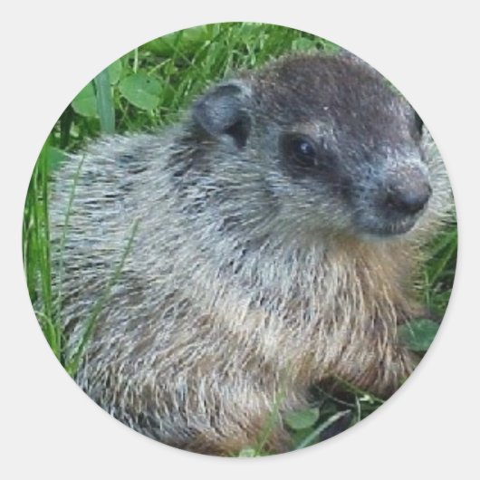 Baby Groundhog Sticker (Voorkant)