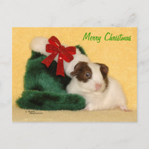 Baby Guinea Pig Merry Christmas Briefkaart