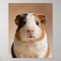 Baby Guineapig Portret – Mooie Dieren voor de Kind