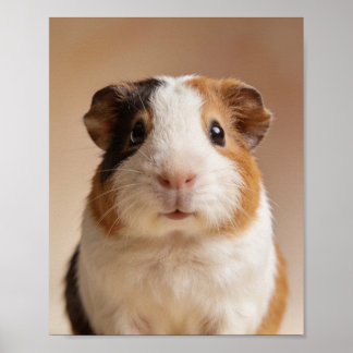 Baby Guineapig Portret – Mooie Dieren voor de Kind Poster