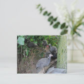 baby guineas-keulen zitten in een boom briefkaart (Staand voorkant)