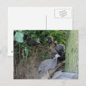baby guineas-keulen zitten in een boom briefkaart (Voorkant / Achterkant)