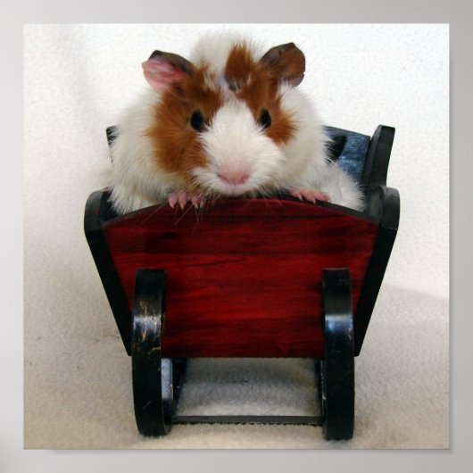 Baby Guinese varken in Sleigh Poster (Voorkant)