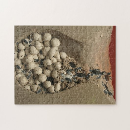 Baby hakken legpuzzel (Horizontaal)