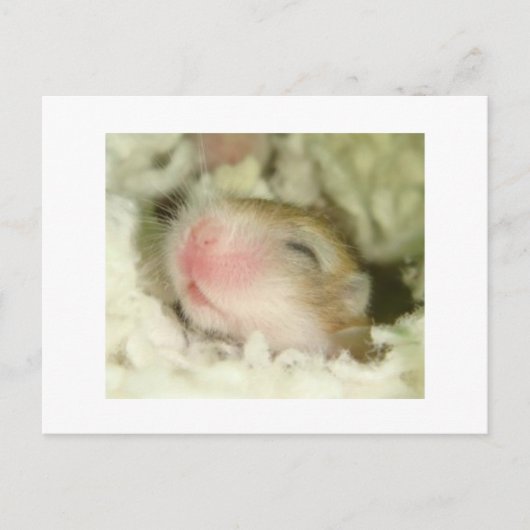 Baby Hamster Briefkaart (Voorkant)