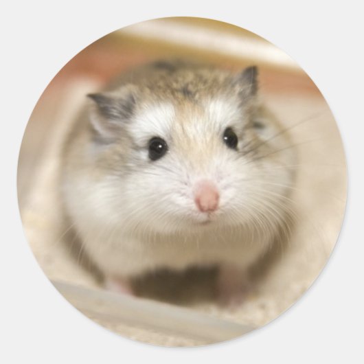 Baby Hamster Stare Ronde Sticker (Voorkant)