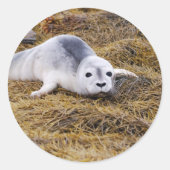 Baby Harbour Seal Stickers (Voorkant)