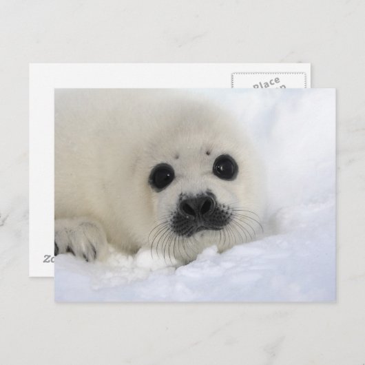 Baby Harp Seal Briefkaart (Voorkant / Achterkant)