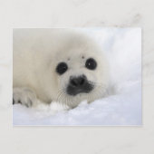 Baby Harp Seal Briefkaart (Voorkant)