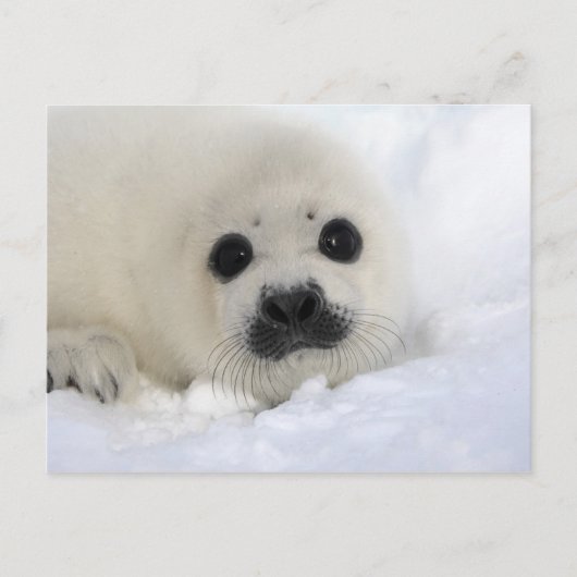 Baby Harp Seal Briefkaart (Voorkant)