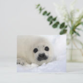 Baby Harp Seal Briefkaart (Staand voorkant)