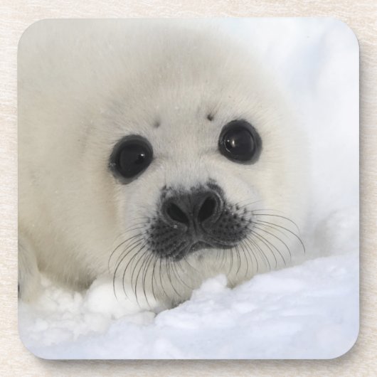 Baby Harp Seal Drankjes Onderzetter (Voorkant)