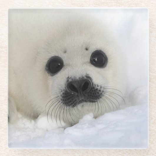 Baby Harp Seal Glazen Onderzetter (Voorkant)