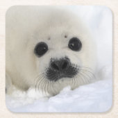 Baby Harp Seal Kartonnen Onderzetters (Voorkant)
