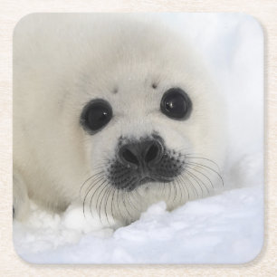 Baby Harp Seal Kartonnen Onderzetters
