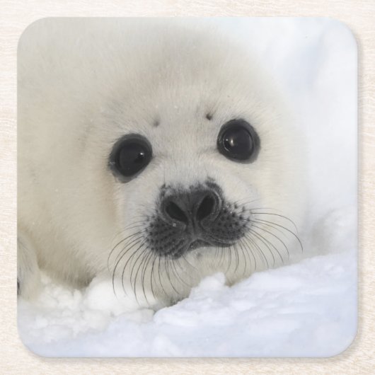Baby Harp Seal Kartonnen Onderzetters (Voorkant)