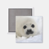 Baby Harp Seal Magneet (Voorkant / Achterkant)